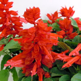 ■良品花壇苗■ワダフラワーさんのサルビア　赤10．5cmポット