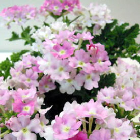 楽天市場 バーベナ 苗の通販