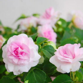 ■良品花壇苗■秋山さんの八重咲きインパチェンス　プリンセスピンク10.5cmポット苗