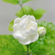 □花木苗□　再入荷！八重咲きマツリカ　ジャスミン　インディア　アラビアジャスミン　ピカケ　10．5cm…