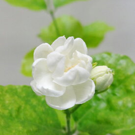 楽天市場 ジャスミン 花の通販