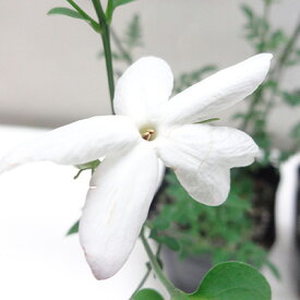 ■新鮮花壇苗■再入荷！ジャスミン　ホワイトプリンセス ジャスミンオフィシナレ9cmポット苗