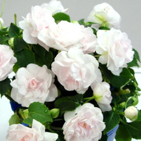 ■良品花壇苗■秋山さんの八重咲きインパチェンスアップルブロッサム10.5cmポット苗