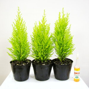 ゴールドクレスト 植木の人気商品 通販 価格比較 価格 Com