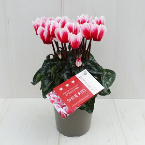 K[fVN@K[fVNy炿@VCbh@9cm|bg