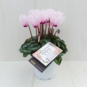 K[fVN@܂I K[fVNy炿@Wh[@9cm|bg@ԐFɎ኱̌̍