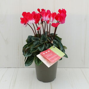 K[fVN@K[fVNy炿@{{jG[@9cm|bg@ԐFɌ̍