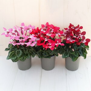 K[fVN@K[fVNy炿@WbNX@9cm|bg@sNEbhECbh