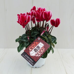 K[fVN@K[fVNy炿@ўցij@9cm|bg