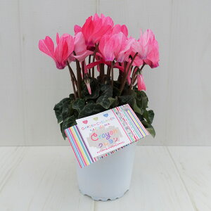 K[fVN@K[fVNy炿@N@ԐFɌ̍@9cm|bg