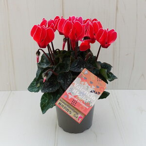 K[fVN@K[fVNy炿@oVA@9cm|bg@ԐFɌ̍