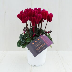 K[fVN@K[fVNy炿@@pCA@9cm|bg