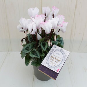 K[fVN@K[fVNy炿@uVl[W@9cm|bg@ԐFEtFɌ̍