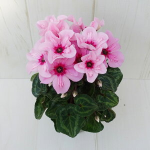 K[fVN@K[fVNy炿@C[WA@9cm|bg