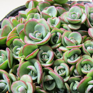 A JtȒϊZ_ Z_ CWK[ 4|bgc