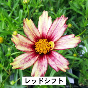 G߂̉ԕc RIvVX 10D5cm|bgc y^hXEK[lbgEbhVtgziAEgbgj