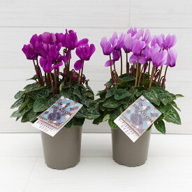 今期最終入荷です！□ガーデンシクラメン□　NEW!　ガーデンシクラメン軽井沢育ち　ドラゴン　ディープブルー・ライトブルー　9cmポット