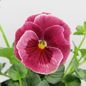 V}[@N̐ViIIWirI@V}[@ԕc@10D5cm|bgc@qJ[A@[nr