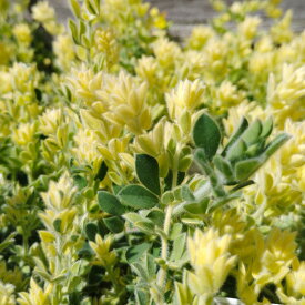 ■新鮮花壇苗■ふわふわかわいい！ロータス　ブリムストーン9〜10．5cmポット苗