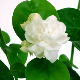 楽天市場 苗物 種類 植物 ジャスミン ガーデニング 農業 花 ガーデン Diy の通販