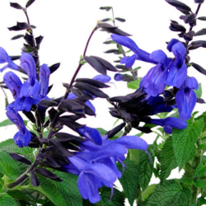 楽天市場 宿根草 サルビア ガラニチカ メドーセージ 10 5cmポット苗 ペットエコ ザガーデン楽天市場店 楽天市場 宿根草 サルビア ガラニチカ メドーセージ 10 5cmポット苗 ペットエコ ザガーデン楽天市場店