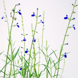 hRogZ[W@F@10D5cm|bgc