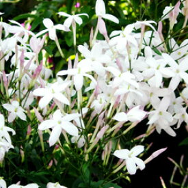 ■新鮮花壇苗■斑入りハゴロモジャスミン　ミルキーウェイ7．5〜9cmポット苗