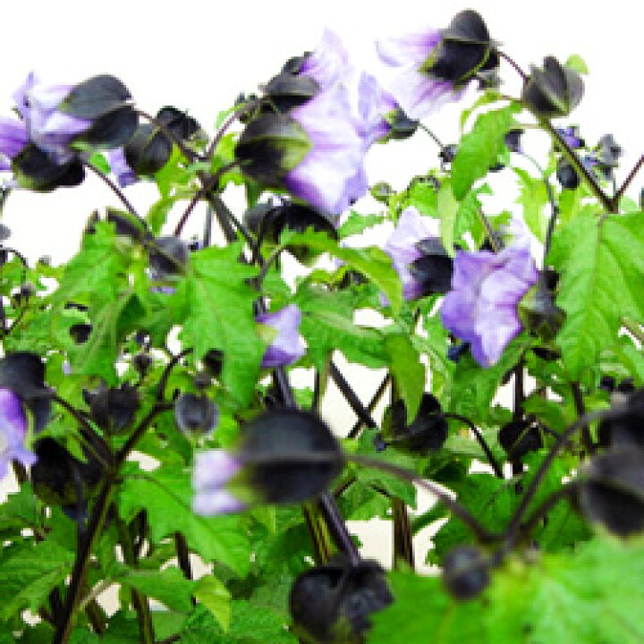 楽天市場 オフシーズン 春の花壇苗 新鮮花壇苗 シューフライニカンドラ 黒ホオズキ 10 5cmポット ペットエコ ザガーデン楽天市場店 楽天市場 オフシーズン 春の花壇苗 新鮮花壇苗 シューフライニカンドラ 黒ホオズキ 10 5cmポット ペットエコ ザガーデン楽天市場店