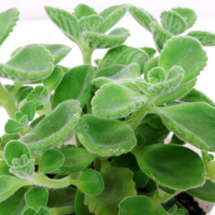 楽天市場 香りのハーブ苗 香ります アロマティカス9 10 5cmポット苗 ペットエコ ザガーデン楽天市場店 楽天市場 香りのハーブ苗 香ります アロマティカス9 10 5cmポット苗 ペットエコ ザガーデン楽天市場店