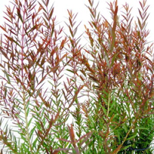 ǕiؕcEJ@}Eet@C[9cm|bgc