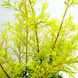 ■良品庭木■メラレウカレボリューションゴールド5号鉢植え