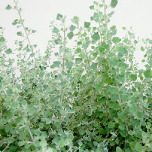 VNԒdczCg\gubV@SfBA@nX^[^9`10D5cm|bgc