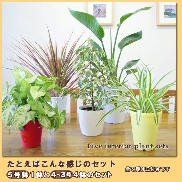 楽天市場 再販決定 5号鉢も入ってこの価格 送料無料 観葉植物 観葉植物おまかせ5鉢セット 九州 北海道 沖縄へのお届けは別途送料が掛かります ペットエコ ザガーデン楽天市場店