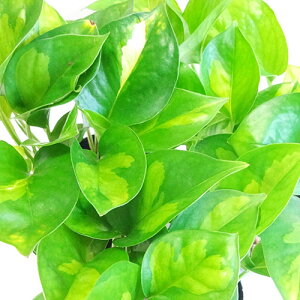 観葉植物 ポトス 5号の人気商品 通販 価格比較 価格 Com 観葉植物 ポトス 5号の人気商品 通販 価格比較 価格 Com