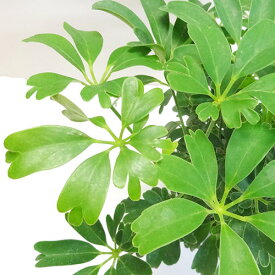 楽天市場 常緑中低木 観葉植物の通販