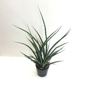 楽天市場 アガベ 種類 植物 サンスベリア 観葉植物 花 観葉植物 花 ガーデン Diyの通販