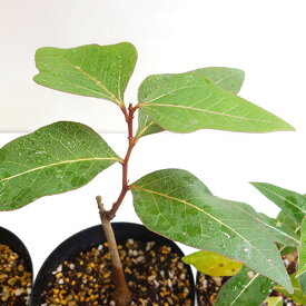 楽天市場 アウトレット 植物の高さ 70cm 観葉植物 花 観葉植物 花 ガーデン Diyの通販