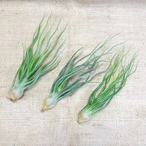 ���e�B�����W�A�E�G�A�v�����c�� �u���{�[�T �n�C�u���b�h Tillandsia bulbosa�@hybrid