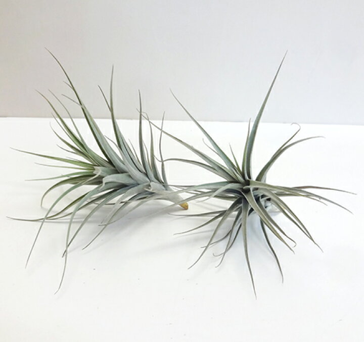 楽天市場 ティランジア アエラントス ハイブリットtillandsia Aeranthos Hybrid ペットエコ ザガーデン楽天市場店