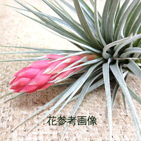 楽天市場 エアープランツ トリコロール 花の通販