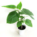 【送料無料・ギフト対応】 ウンベラータ 観葉植物 5〜6号プラ鉢植え