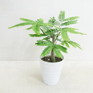 【送料無料・ギフト対応】 エバフレッシュ 観葉植物 11cmプラ鉢植え