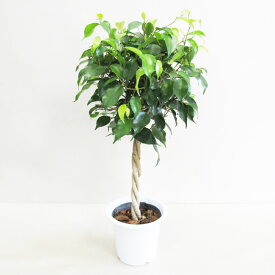 G■観葉植物■再入荷！【送料無料】 ベンジャミン 4号鉢【ギフト対応商品】