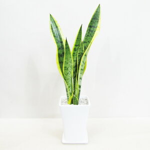 GϗtAyzTXxA14cm픫AzCgyMtgΉiz