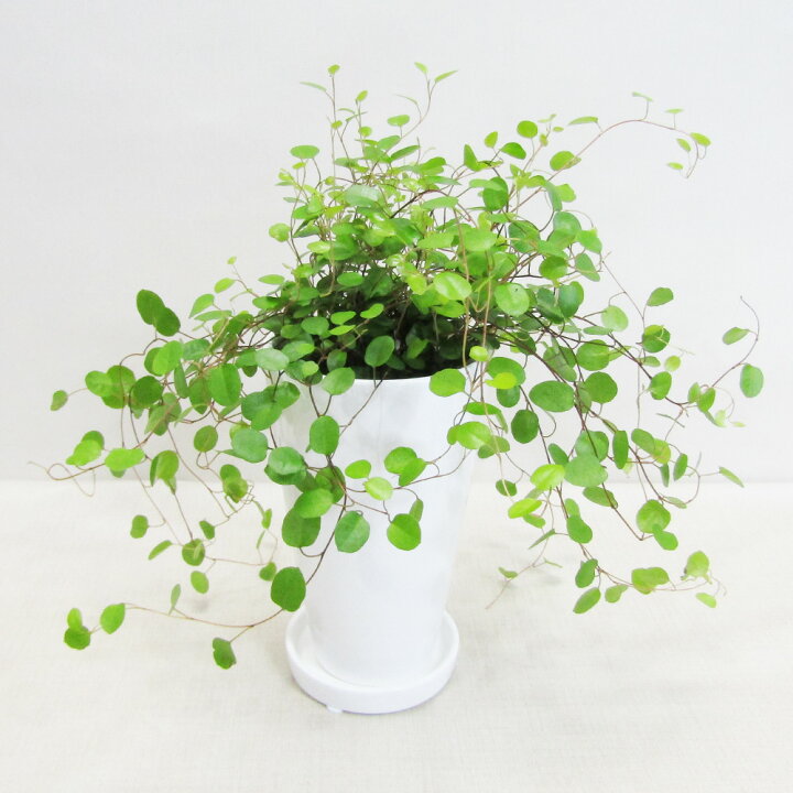 楽天市場】【送料無料・ギフト対応】 ワイヤープランツ 観葉植物 