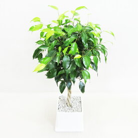 G□観葉植物□【送料無料】 ベンジャミン □11．5cm陶器鉢植え　受け皿つきホワイト・ブラック【ギフト対応商品】