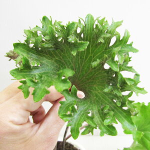 R쑐EÓT|A@cuL@Ε@O@4A