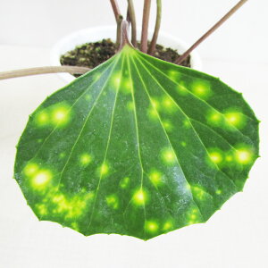 □山野草・古典園芸植物□ ツワブキ 石蕗 奄美 4号鉢植え