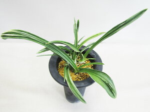 □観葉植物□ 再入荷! オモト 万年青 黄金錦 3.5号鉢植え