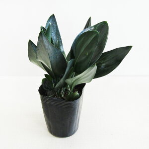 ϗtA XL_vTXgr[ ubNscindapsus treubii black9cm|bgciAEgbgj